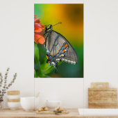 Poster Papillon à queue épaisse de tigre orientale (Cuisine)