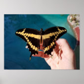 Poster Papillon à queue jaune géant (Devant)