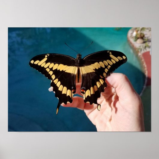 Poster Papillon à queue jaune géant (Devant)