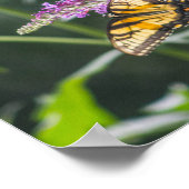 Poster Papillon à queue sur Buddleia (Coin)