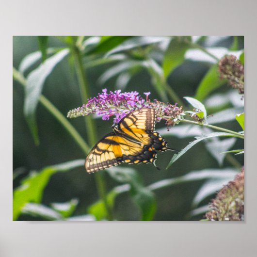 Poster Papillon à queue sur Buddleia (Devant)