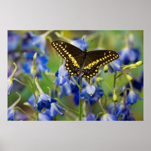 Poster Papillon à taches quadrillées | Euphydryas Phaeton (Devant)