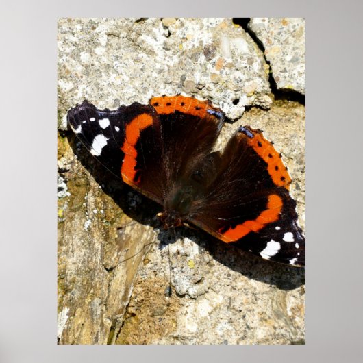 Poster Papillon - Amiral rouge (Devant)