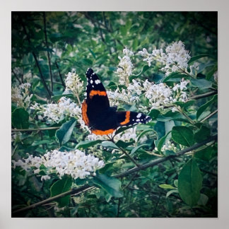 Poster Papillon Amiral Rouge