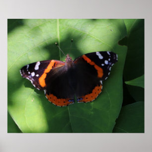 Poster Papillon Amiral Rouge sur Feuilles Vertes