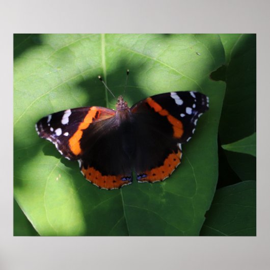Poster Papillon Amiral Rouge sur Feuilles Vertes (Devant)