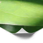 Poster Papillon Amiral Rouge sur Feuilles Vertes  (Coin)