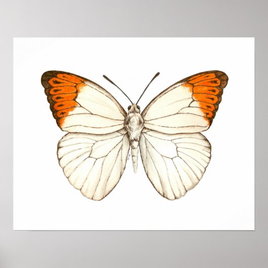Poster Papillon aquarelle, grand tip orange (Devant)