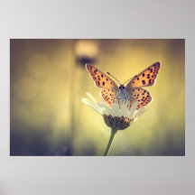 Poster papillon Argus