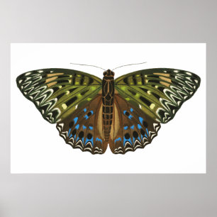 Poster Papillon Art nouveau vintage