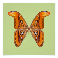 Papillon Atlas Aile Dorée