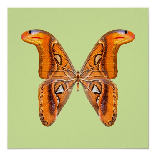 Poster Papillon Atlas Aile Dorée (Devant)