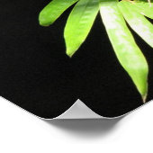 Poster Papillon au bambou (Coin)