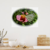 Poster Papillon au chou sur Zinnia (Cuisine)
