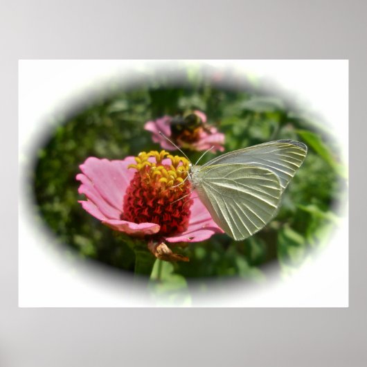 Poster Papillon au chou sur Zinnia (Devant)