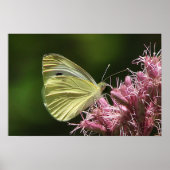 Poster Papillon au soufre (Devant)