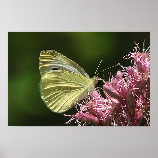 Poster Papillon au soufre (Devant)