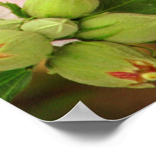 Poster Papillon avec Romans 12:2 (Coin)