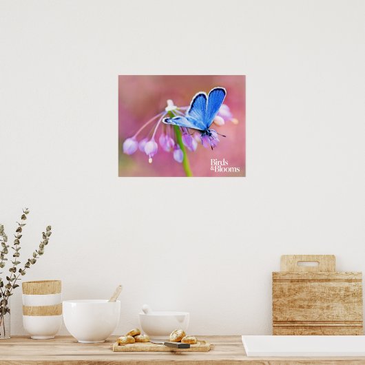 Poster Papillon Azure (Cuisine)
