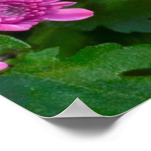 Poster Papillon Baltimore À damiers (Coin)