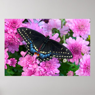 Poster Papillon Baltimore À damiers