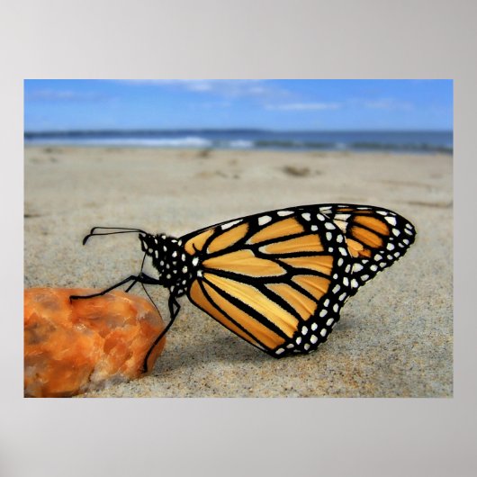 Poster Papillon Beached par TDGallery (Devant)