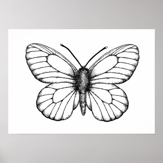 Poster Papillon blanc à veine noire (Devant)