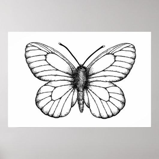 Poster Papillon blanc à veine noire (Devant)