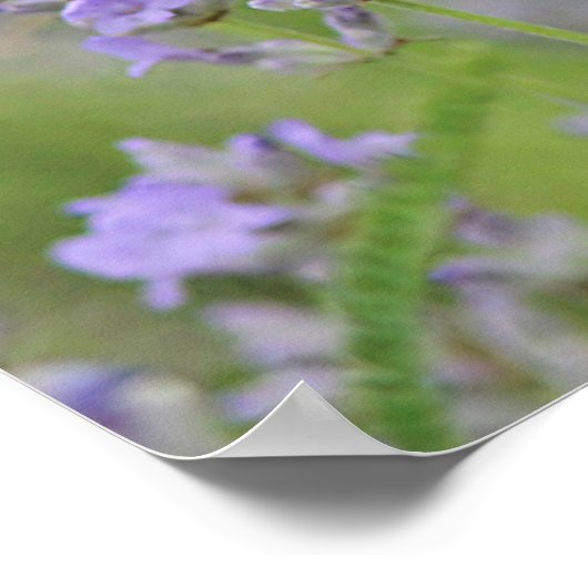 Poster Papillon blanc chou (Coin)