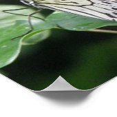 Poster Papillon blanc et noir (Coin)