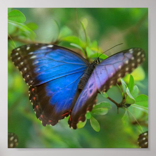 Poster Papillon bleu (Devant)