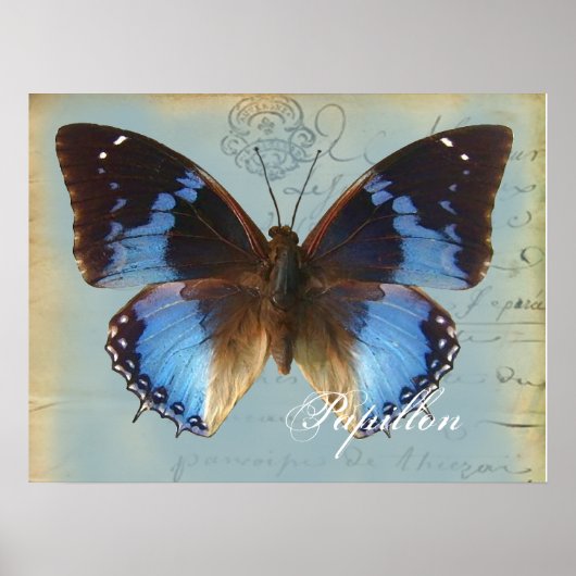 Poster Papillon bleu (Devant)