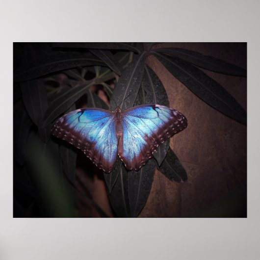 Poster Papillon bleu commun (Devant)
