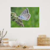 Poster Papillon bleu commun sur l'herbe (Cuisine)