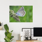 Poster Papillon bleu commun sur l'herbe (Bureau à domicile)