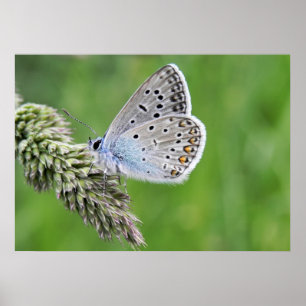 Poster Papillon bleu commun sur l'herbe