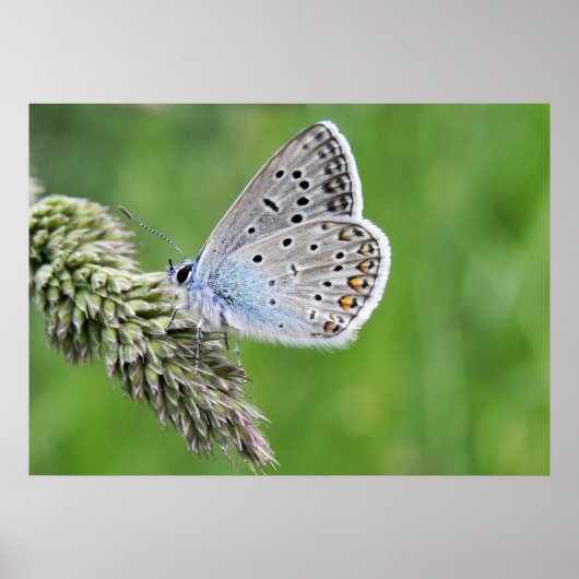 Poster Papillon bleu commun sur l'herbe (Devant)