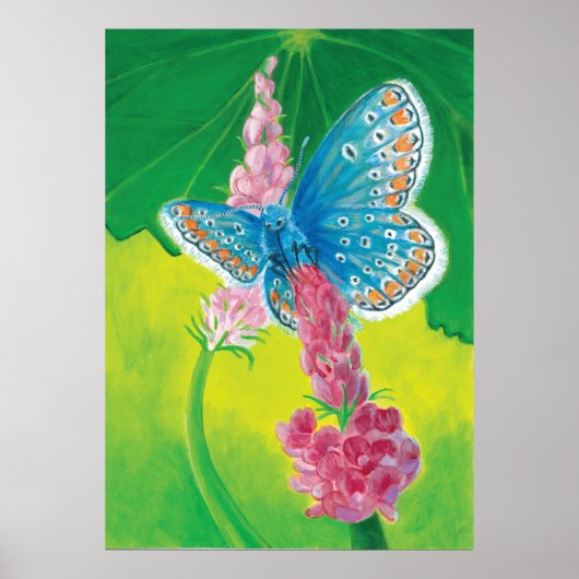 Poster Papillon bleu de Chapmans (thersites en polyommatu (Devant)