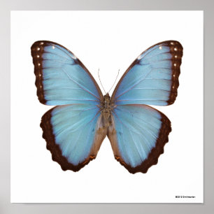 Poster Papillon bleu de Morpho