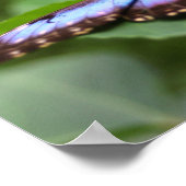 Poster Papillon bleu gros (Coin)