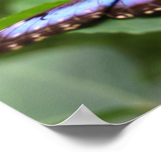 Poster Papillon bleu gros (Coin)