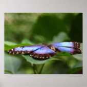 Poster Papillon bleu gros (Devant)