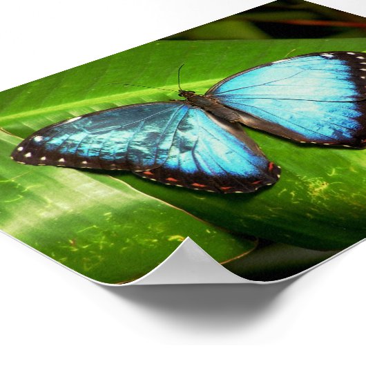 Poster Papillon bleu morphe (Coin)
