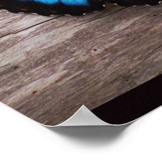 Poster Papillon bleu Morpho (Coin)