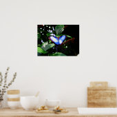 Poster Papillon bleu Morpho (Cuisine)