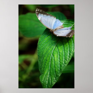 Poster Papillon bleu Morpho 112 Print