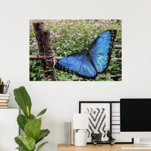 Poster Papillon bleu Morpho Design rustique