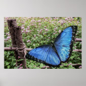 Poster Papillon bleu Morpho Design rustique (Devant)