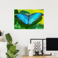 Papillon bleu Morpho Floral Nature Art