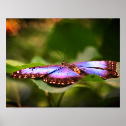 Poster Papillon Bleu Nature Fermer Tint Haut (Devant)